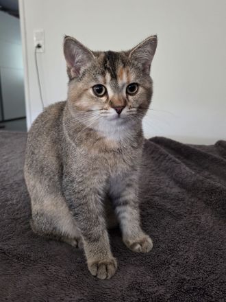 Außergewöhnliche BKH-Schönheit Cleo (Spotted Tortie) sucht ihr Traumzuhaus!