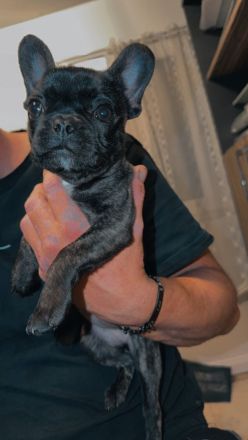 Hündin Französische Bulldogge