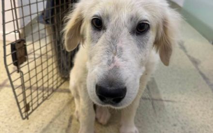 Wer schenkt dem stattlichen Hundekind Leonardo ein Zuhause?