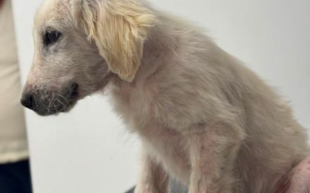 Wer schenkt dem stattlichen Hundekind Leonardo ein Zuhause?