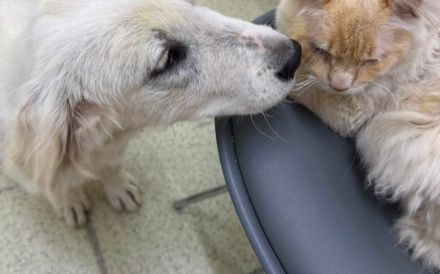 Wer schenkt dem stattlichen Hundekind Leonardo ein Zuhause?
