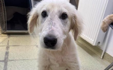Wer schenkt dem stattlichen Hundekind Leonardo ein Zuhause?