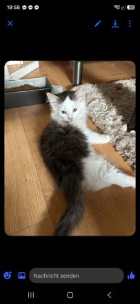 2 Maincoon kitten