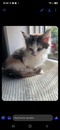 2 Maincoon kitten