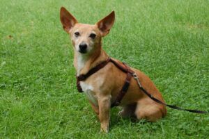 Fusselchen