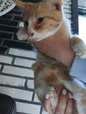 Bkh mix kitten