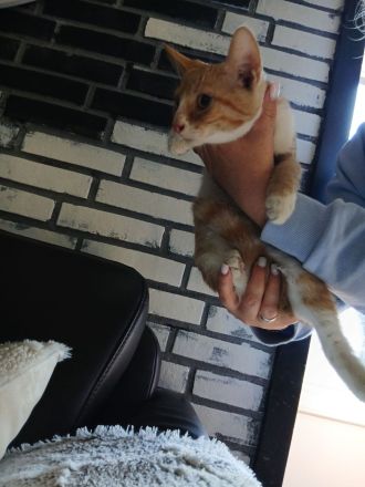 Bkh mix kitten
