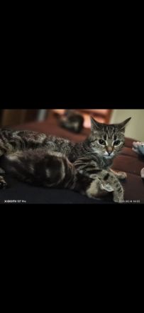 Zwei bezaubernde Maine-Coon-Bengal-Mix-Kitten suchen ihr Zuhause