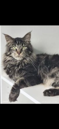 Zwei bezaubernde Maine-Coon-Bengal-Mix-Kitten suchen ihr Zuhause