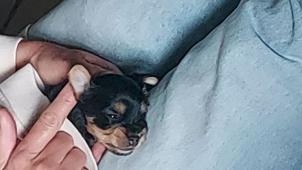 3 Yorkshire Terrier Welpen