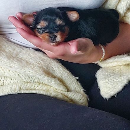 3 Yorkshire Terrier Welpen