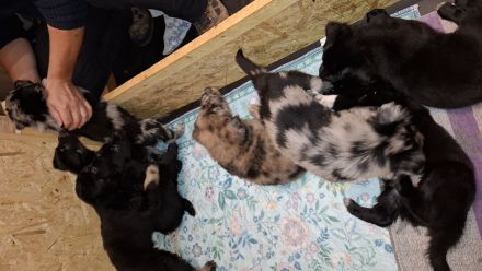 Strobelmixwelpen intelligente Familienhunde.