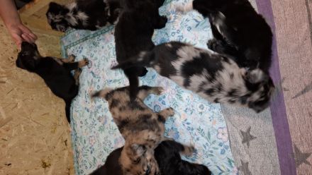 Strobelmixwelpen intelligente Familienhunde.