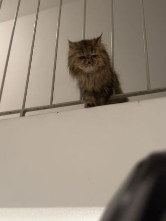 Perserkatze sucht Schmusehöhle