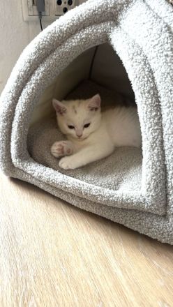 Bkh kitten zu verkaufen
