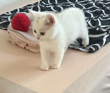 Bkh kitten zu verkaufen