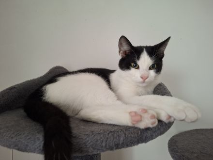 junger gesunder kastrieter Kater