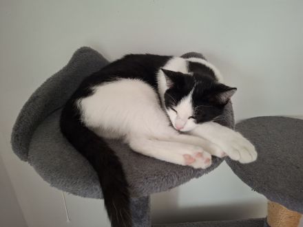 junger gesunder kastrieter Kater