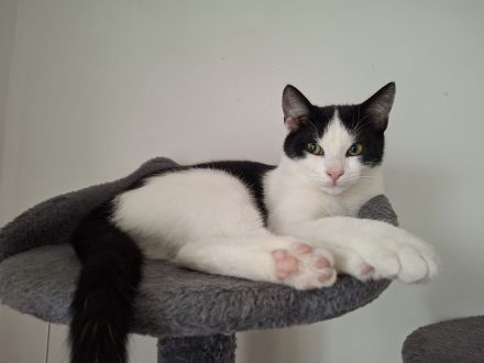 junger gesunder kastrieter Kater