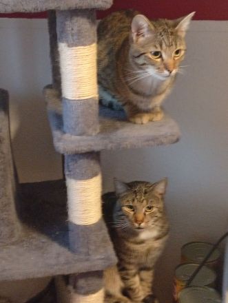 2 BKH Kater Brüder Idefix & Benchy sind 1 Jahr & 6 Monate alt sie suchen ein liebes volles warmes Zu