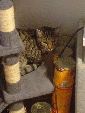 2 BKH Kater Brüder Idefix & Benchy sind 1 Jahr & 6 Monate alt sie suchen ein liebes volles warmes Zu