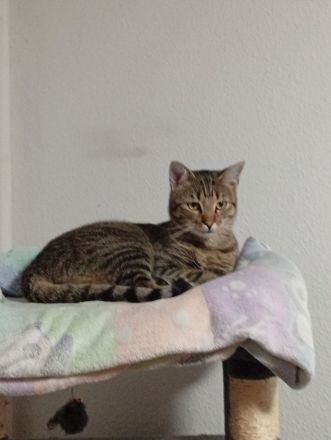 2 BKH Kater Brüder Idefix & Benchy sind 1 Jahr & 6 Monate alt sie suchen ein liebes volles warmes Zu