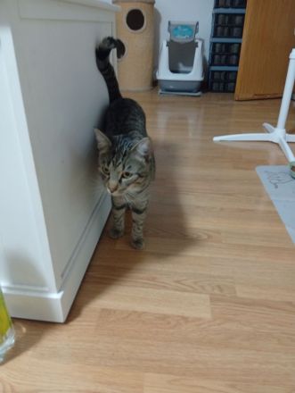 2 BKH Kater Brüder Idefix & Benchy sind 1 Jahr & 6 Monate alt sie suchen ein liebes volles warmes Zu