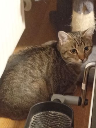2 BKH Kater Brüder Idefix & Benchy sind 1 Jahr & 6 Monate alt sie suchen ein liebes volles warmes Zu