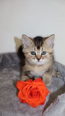 Britische kurzhaar kitten