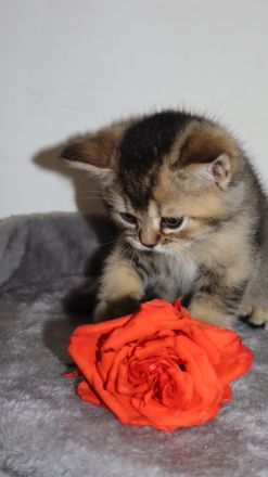 Britische kurzhaar kitten