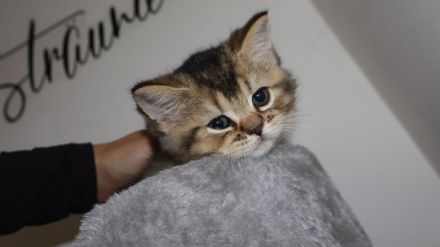 Britische kurzhaar kitten