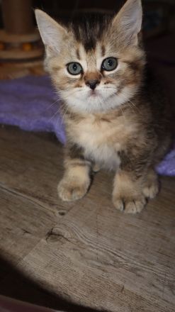 Britische kurzhaar kitten