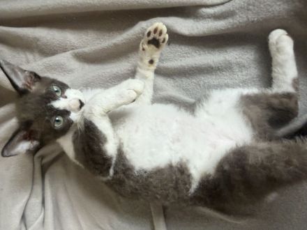 Sphynx Kitten Velour