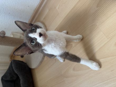 Sphynx Kitten Velour