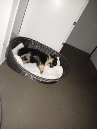 Ivy sucht ein flauschiges Sofa in einem liebevollen Zuhause