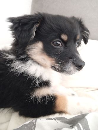 Ivy sucht ein flauschiges Sofa in einem liebevollen Zuhause