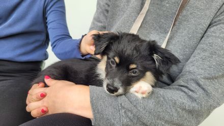 Ivy sucht ein flauschiges Sofa in einem liebevollen Zuhause
