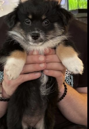 Ivy sucht ein flauschiges Sofa in einem liebevollen Zuhause