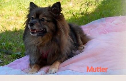 Ivy sucht ein flauschiges Sofa in einem liebevollen Zuhause
