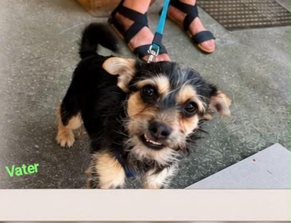 Ivy sucht ein flauschiges Sofa in einem liebevollen Zuhause