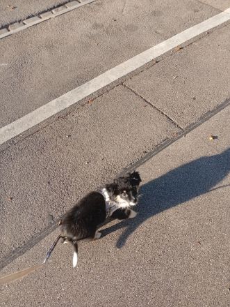 Ivy sucht ein flauschiges Sofa in einem liebevollen Zuhause