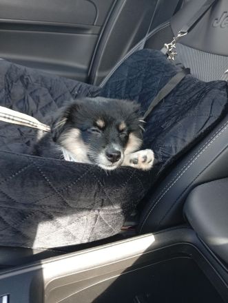 Ivy sucht ein flauschiges Sofa in einem liebevollen Zuhause