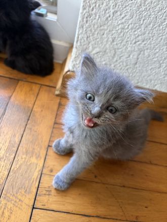 6 süße Maine Coon Mischlingskatzen suchen ein neues Zuhause