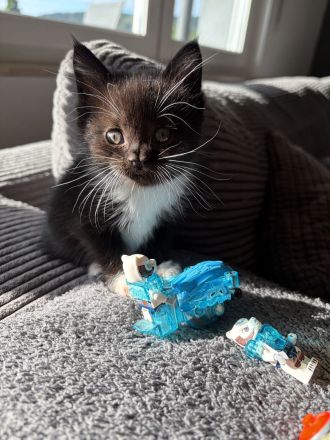 6 süße Maine Coon Mischlingskatzen suchen ein neues Zuhause