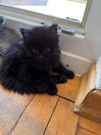 6 süße Maine Coon Mischlingskatzen suchen ein neues Zuhause