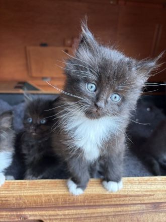 6 süße Maine Coon Mischlingskatzen suchen ein neues Zuhause