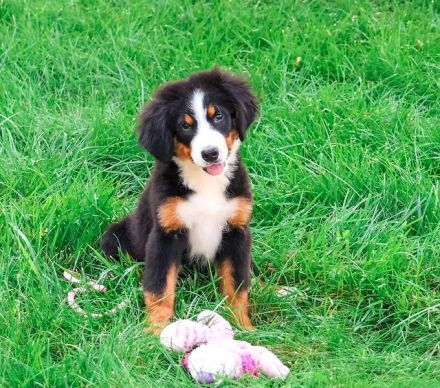 Berner Sennenhund