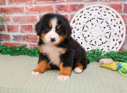 Berner Sennenhund
