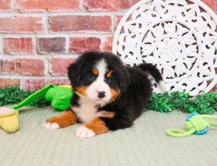 Berner Sennenhund