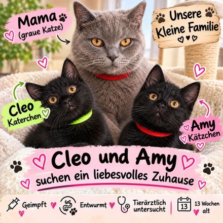 Bkh Maine coon geimpft und Abgabebereit